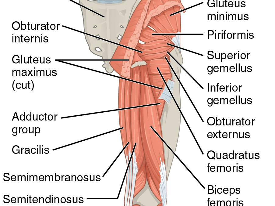1122_Gluteal_Muscles_that_Move_the_Femur_c